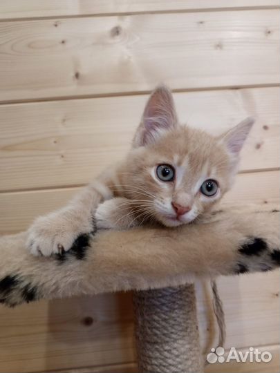 Котенок бесплатно