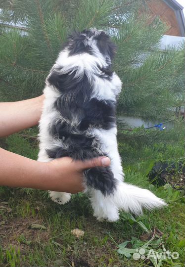 Бивер терьер щенки