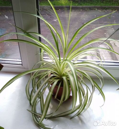 Хлорофитум