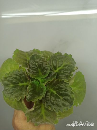 Сортовая фиалка 