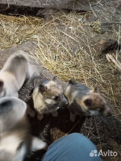 Щенки лайки