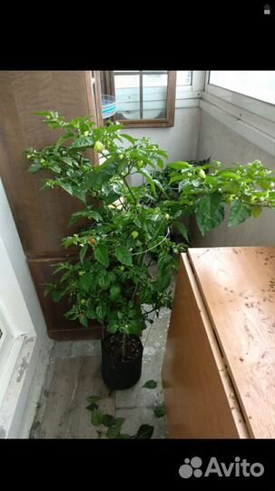 Самый острый перец в мире