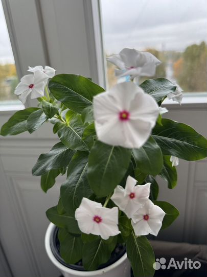 Цветок катарантус