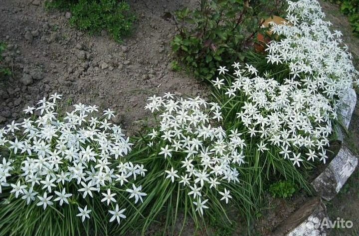 Орнитогалум (птицемлечник)