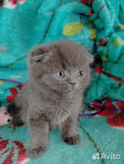 Шотландская Девочка (Фолд)