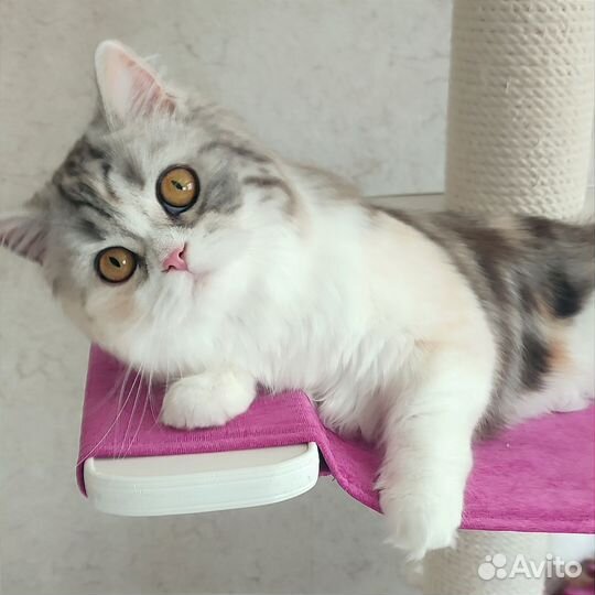 Шотландские кошки