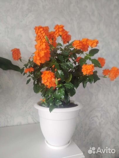 Кроссандра Фортуна