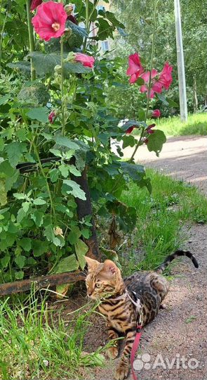 Бенгальская принцесса