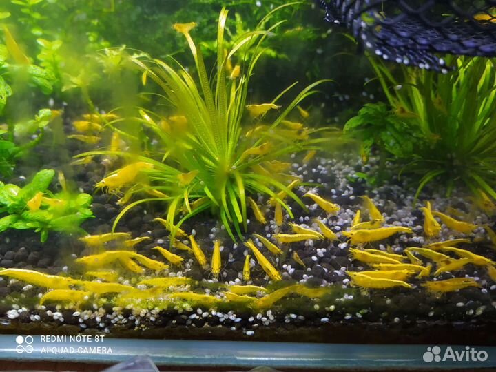 Гроты.Опоры.Анциструсы. Креветки. Растения