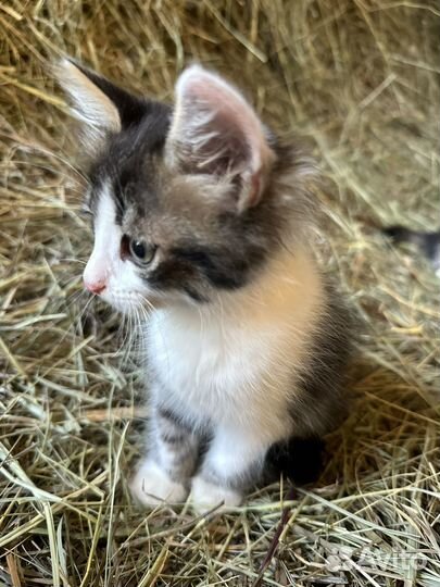 Котята в добрые руки бесплатно