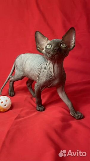 Канадский сфинкс