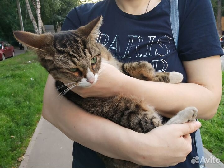 На счастье кошь