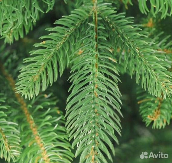 Елка искусственная новогодняя 180-250 см