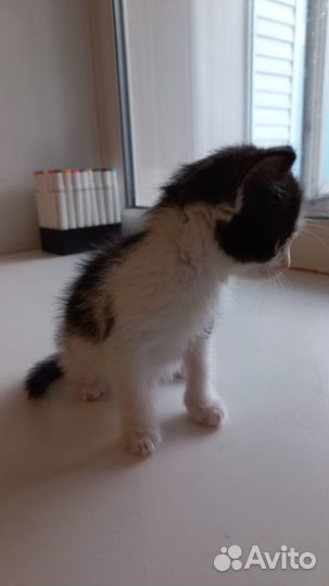 В добрые руки чудесного котика