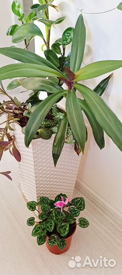 Традесканция белоцветковая,Сеткреазия, Рео