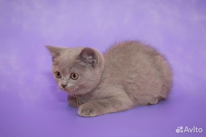 Британские Котята золотая шиншилла-Сима