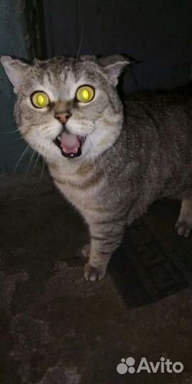 Вислоухий кот