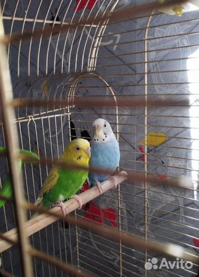 Попугай с клеткой