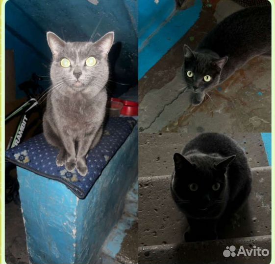 Кошка, брошенная хозяевами