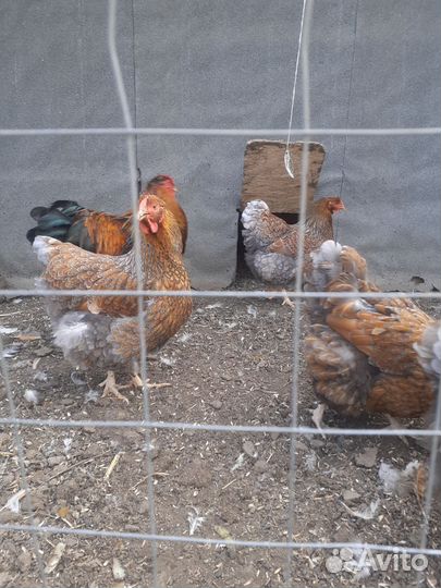 Семьи породной птицы