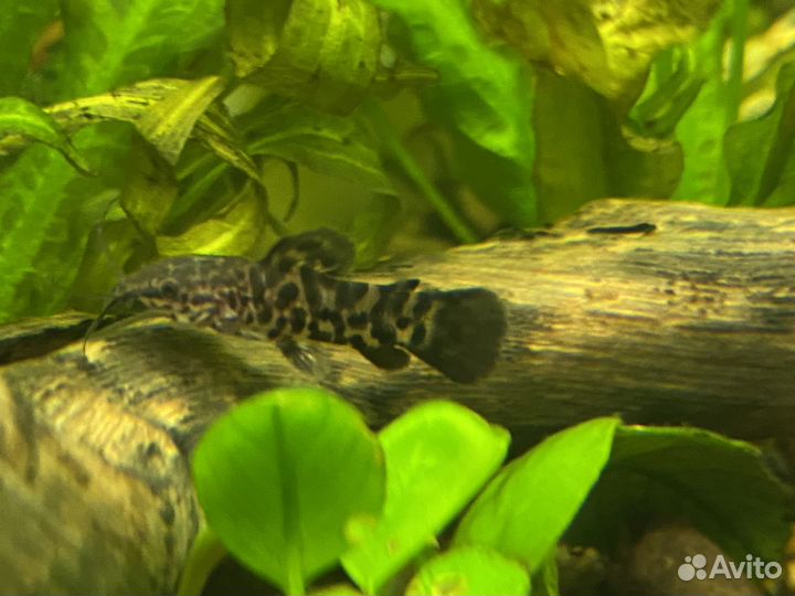 Сом таракатум