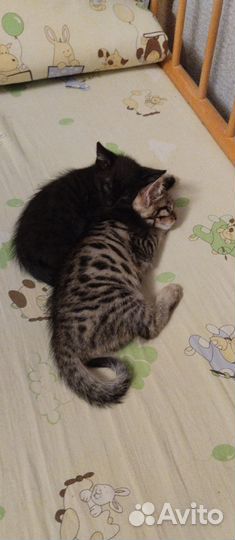 Отдам даром бесплатно