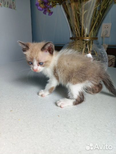 Два котёнка