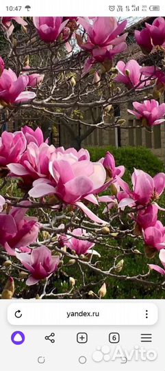 Саженцы магнолии Суланжа, и Белая