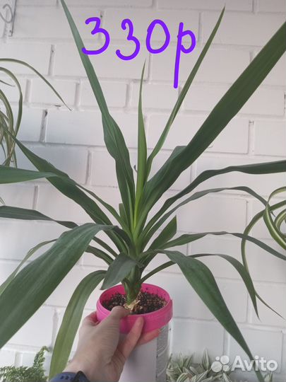 Пальма юкка