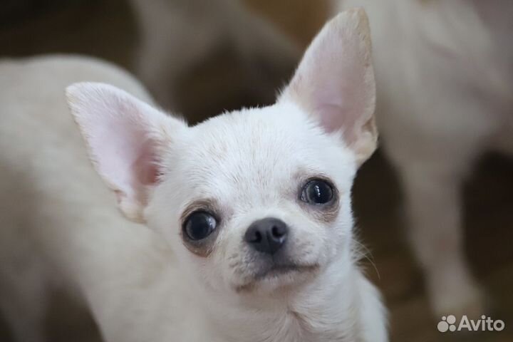 Щенки чихуахуа
