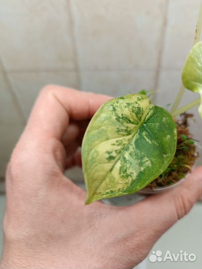 Алоказия Сильвер Дракон вариегатный