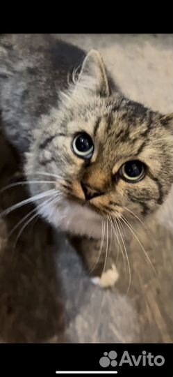 Котик в добрые руки