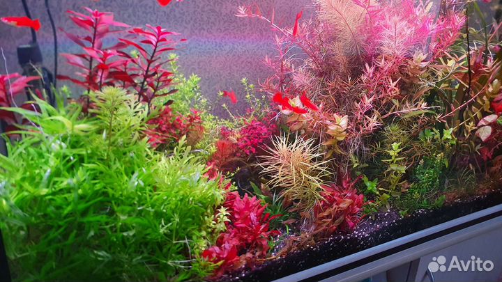 Аквариумные растения