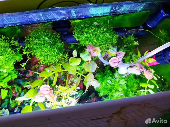 Аквариумные растения