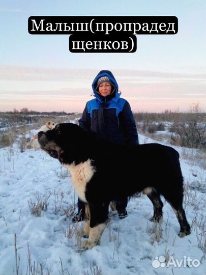 Щенки от лучших тяжей России