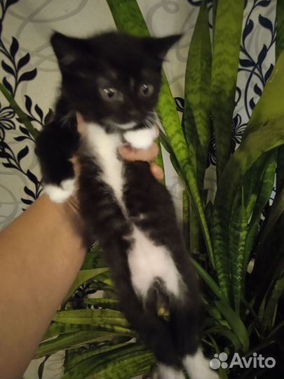 Кошка в дар бесплатно