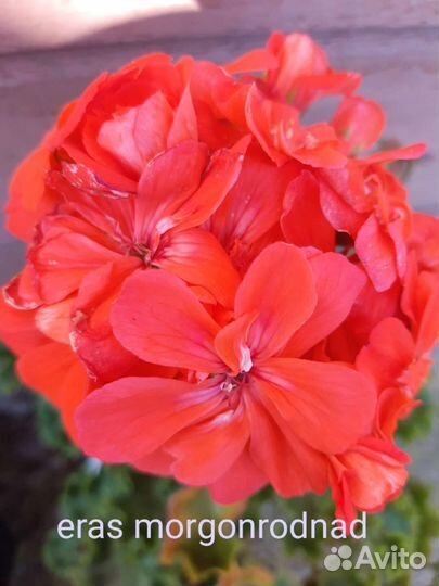 Пеларгония герань сортовая