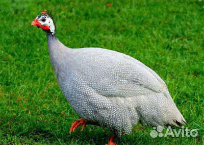 Яйцо цесарки