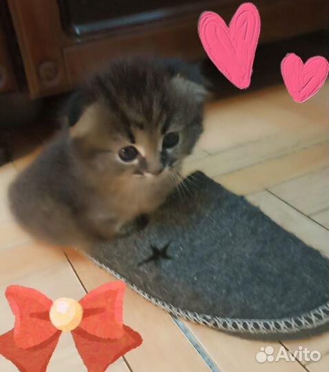 Котята в добрые руки мальчики