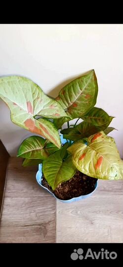 Сингониум confetti