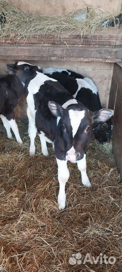 Телята бычки