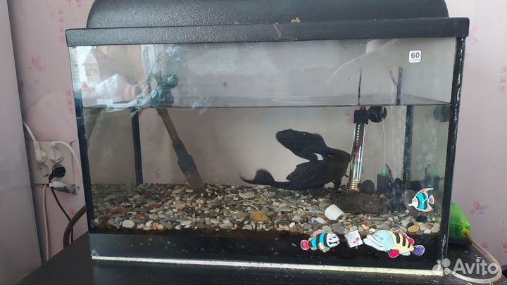 Аквариум с сомиками и фильтром