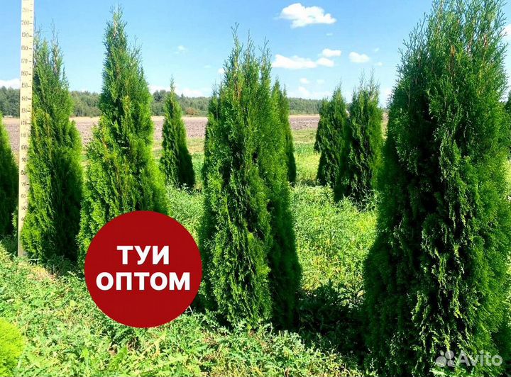 Туя смарагд рост 208 см /опт 150 шт