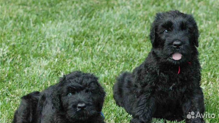 Русский черный терьер щенок