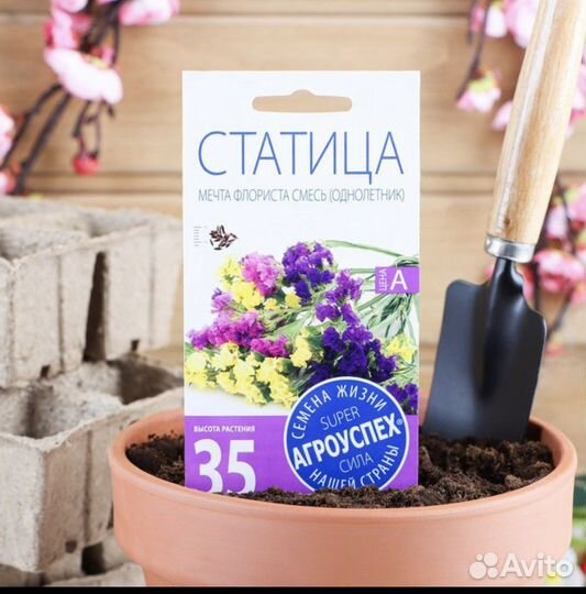 Семена физалис, статица, галихризум