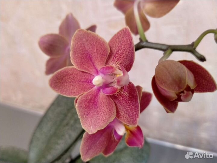 Орхидея фаленопсис ароматная (Дифьюжн)