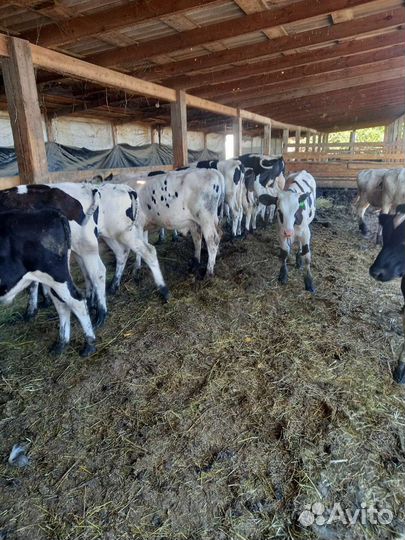 Продажа телят