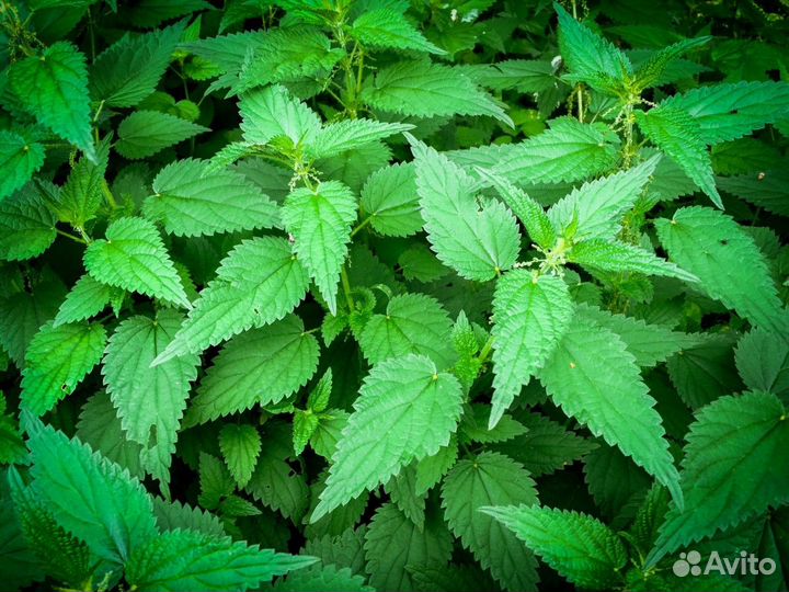 Крапива семена