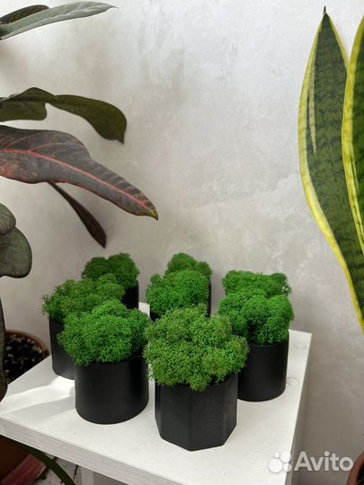 Кашпо со мхом