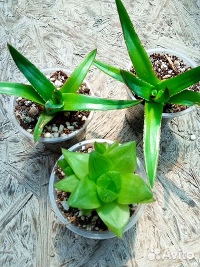 Алоэ, хавортии, гастерии